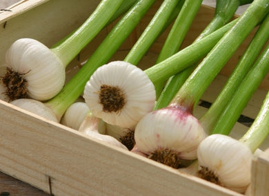 Spring Garlic (3 full bulbs)